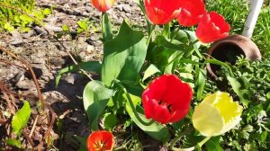 Какие весенние первоцветы обязательно должны быть