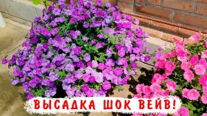Высаживаю петуния Шок Вейв без прищипки в большие горшки на ПМЖ!