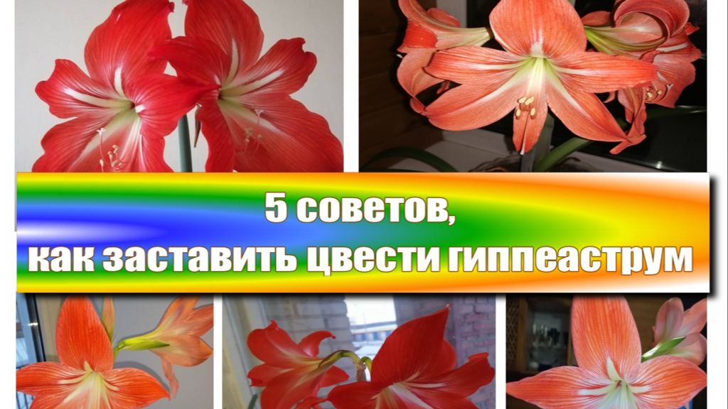 5 советов, как заставить цвести гиппеаструм
