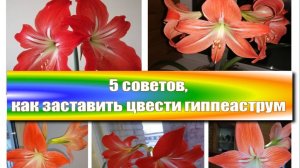5 советов, как заставить цвести гиппеаструм. Музыка из фильма «Вам и не снилось» (Последняя поэма)