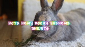 зайди на видос