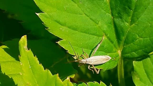 Клоп - слепняк (Notostira Elongata)