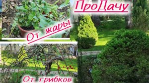 На даче потери в теплице и в саду.