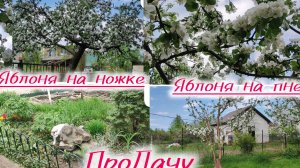 На даче. Сезонные стрижки для яблони!