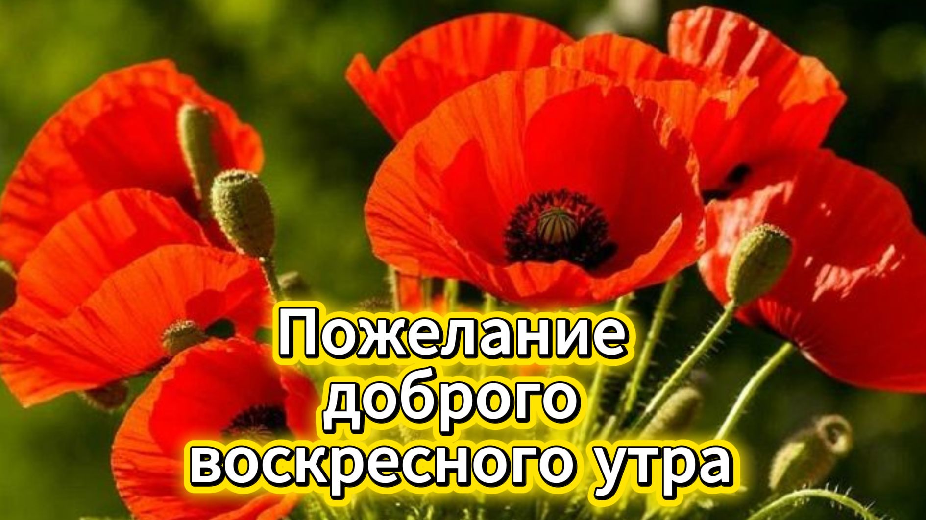 Пожелание доброго воскресного утра: музыкальная открытка и позитив | Домохозяйка