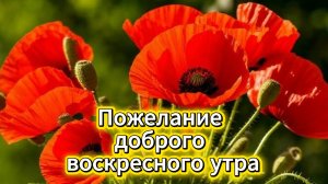 Пожелание доброго воскресного утра: музыкальная открытка и позитив | Домохозяйка