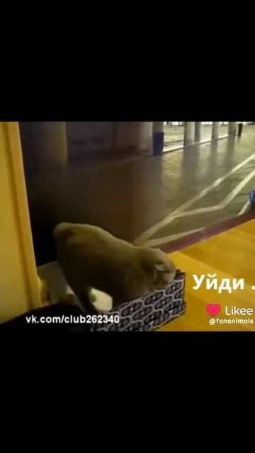 говорящие смешные коты