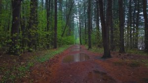 🇺🇸 Новая Англия, США 🌧️ 🌱 Прогулка в лесу / 2026 / 4K 2160p