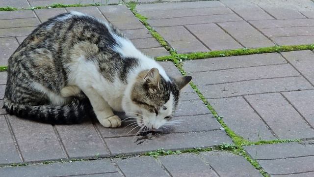 🐈Клёпа встретил песней, сказал, долго ждал, больше так не делай! смотреть онлайн