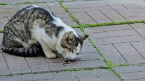 🐈Клёпа встретил песней, сказал, долго ждал, больше так не делай!