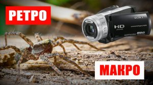 Мир НАСЕКОМЫХ через объектив ретро-камеры