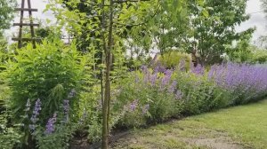 Сад 2025 Бюджетно и шикарно 🌸 Неприхотливые растения с прохладной свежестью