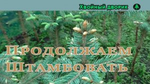 Формирую ель на штамбе: что не срезал при посадке — доделываю сейчас