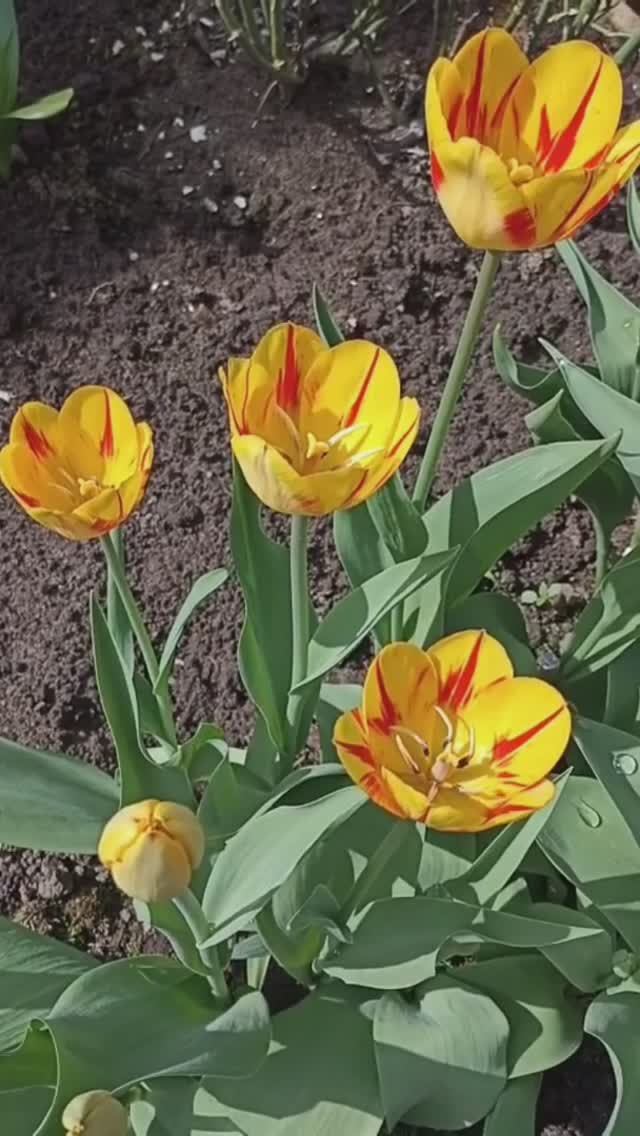 Тюльпаны в моем цветнике.