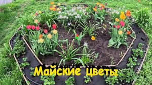 «Цветы в клумбе.»#сад#огород#дача»