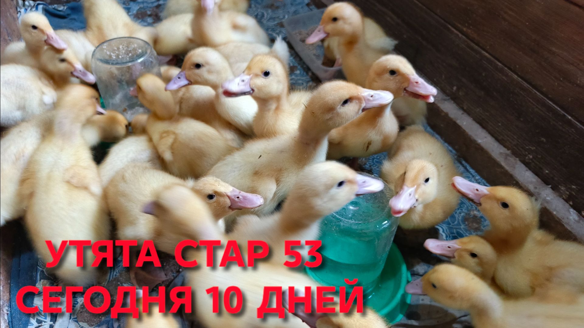 Домик в деревне Утята стар 53 десять дней