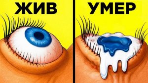 Удивительные Факты О Человеческом Теле WTFакт