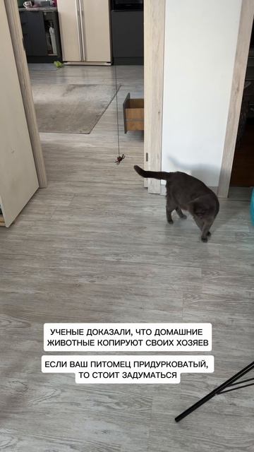 К коту вопросов нет, тут явно моя творческость #кот #cat #животные #прикольныевидео #смешныекоты