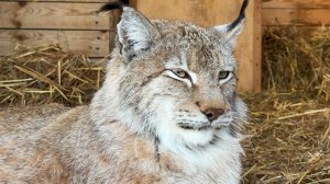 РЫСИ ЦЕФЕЕ 14 ЛЕТ / Котята открыли глаза / Забеременеет ли кошка через решетку?