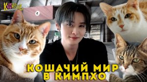 The kNOw Way Ep.0 | КОШАЧИЙ МИР В КИМПХО | НА РУССКОМ