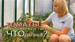 🍅Уход за томатами после высадки в теплицу!