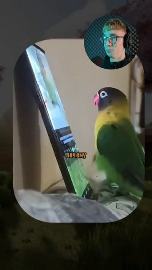 ВИРУСНЫЕ_ВИДЕО_Собака_играет_на_флейте_😳