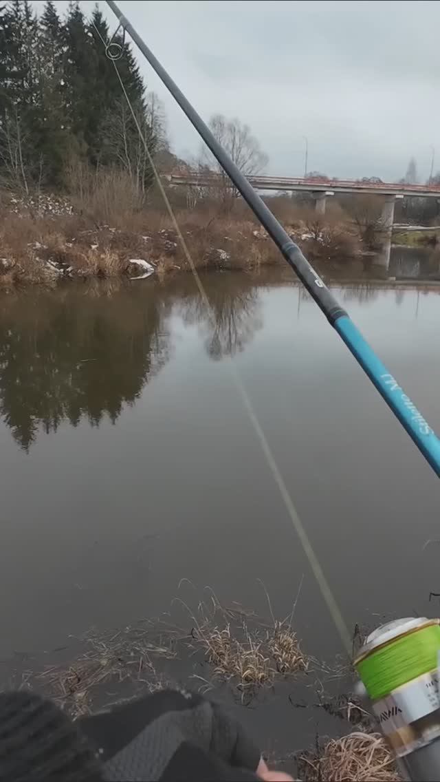 Поймал судака на лимон 🍋