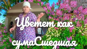 Сушедшая сирень и день