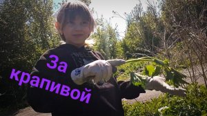 Добываем крапиву для кур + бонус😀 16-05-2026