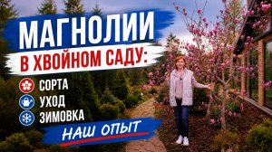 Магнолии в хвойном саду: посадка, уход, зимовка. Наш опыт