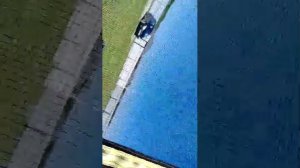 99 ночей в лесу но только мячик олень