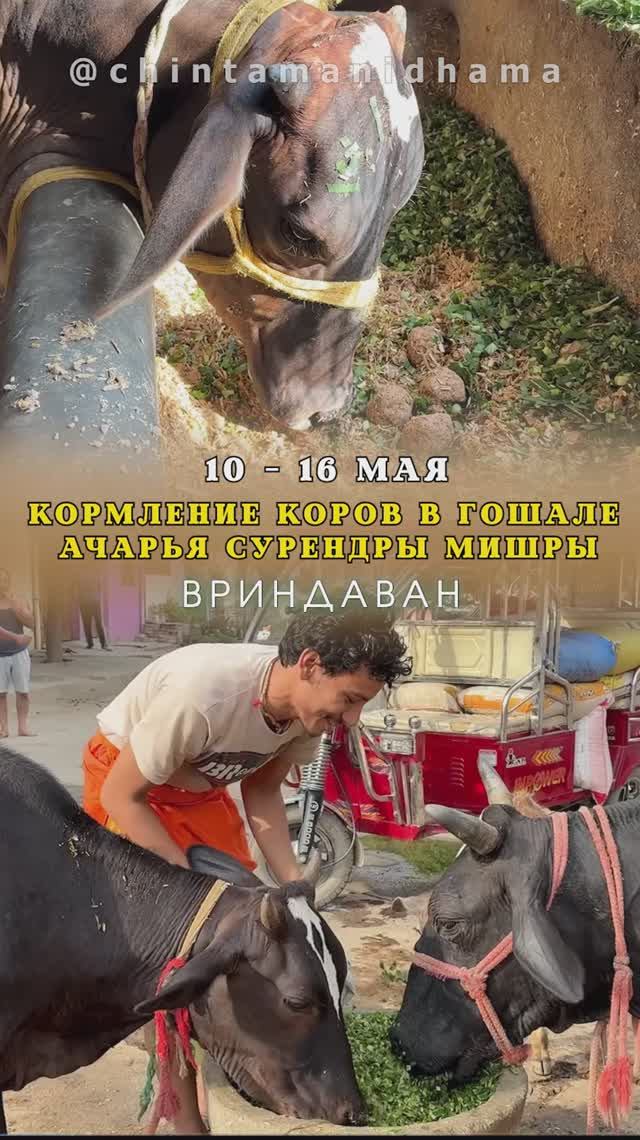 10 - 16 мая. Видеоотчет о кормлении коров в гошале Ачарья Сурендры Мишры