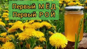 Первый Мёд Первый Рой