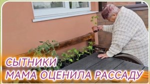 САМВЕЛ АДАМЯН, СЫТНИКИ, МАМА ОЦЕНИЛА РАССАДУ..
