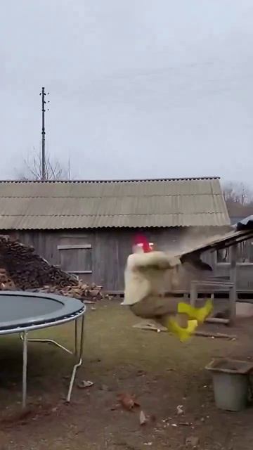Петух в полёту!