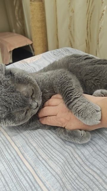 Шотландская вислоухая кошка Риана 16.05.2026.