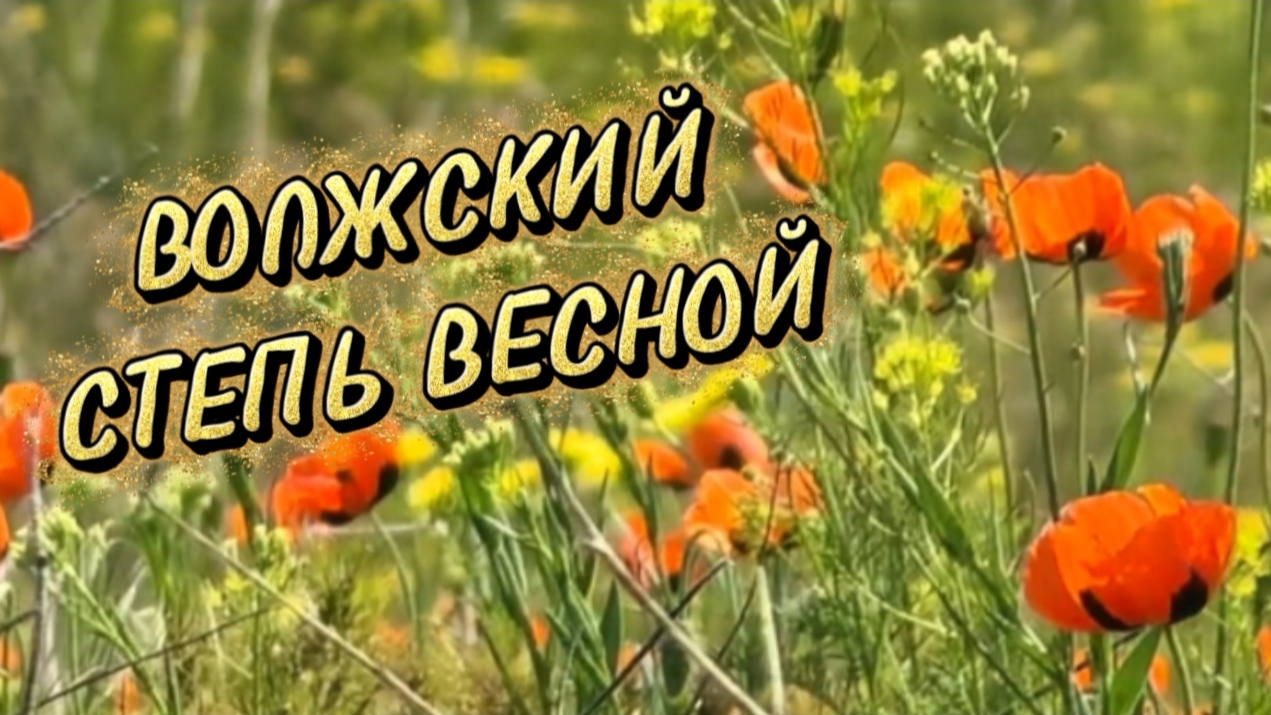 Волжский. Степь весной. Маки, ковыль, горицвет и другая красота✅