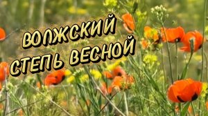 Волжский. Степь весной. Маки, ковыль, горицвет и другая красота✅