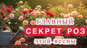 Самый правильный старт для роз должен быть именно таким!