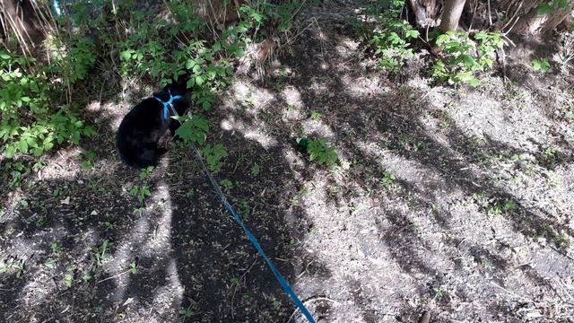 Почти все обошел котик. смотреть онлайн