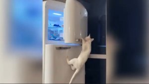 Смешные видео с домашними животными 🤣 прикольно и смешно🐕🐤🐈⬛