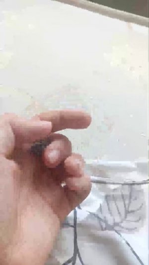 трансляция майского жука без звука!