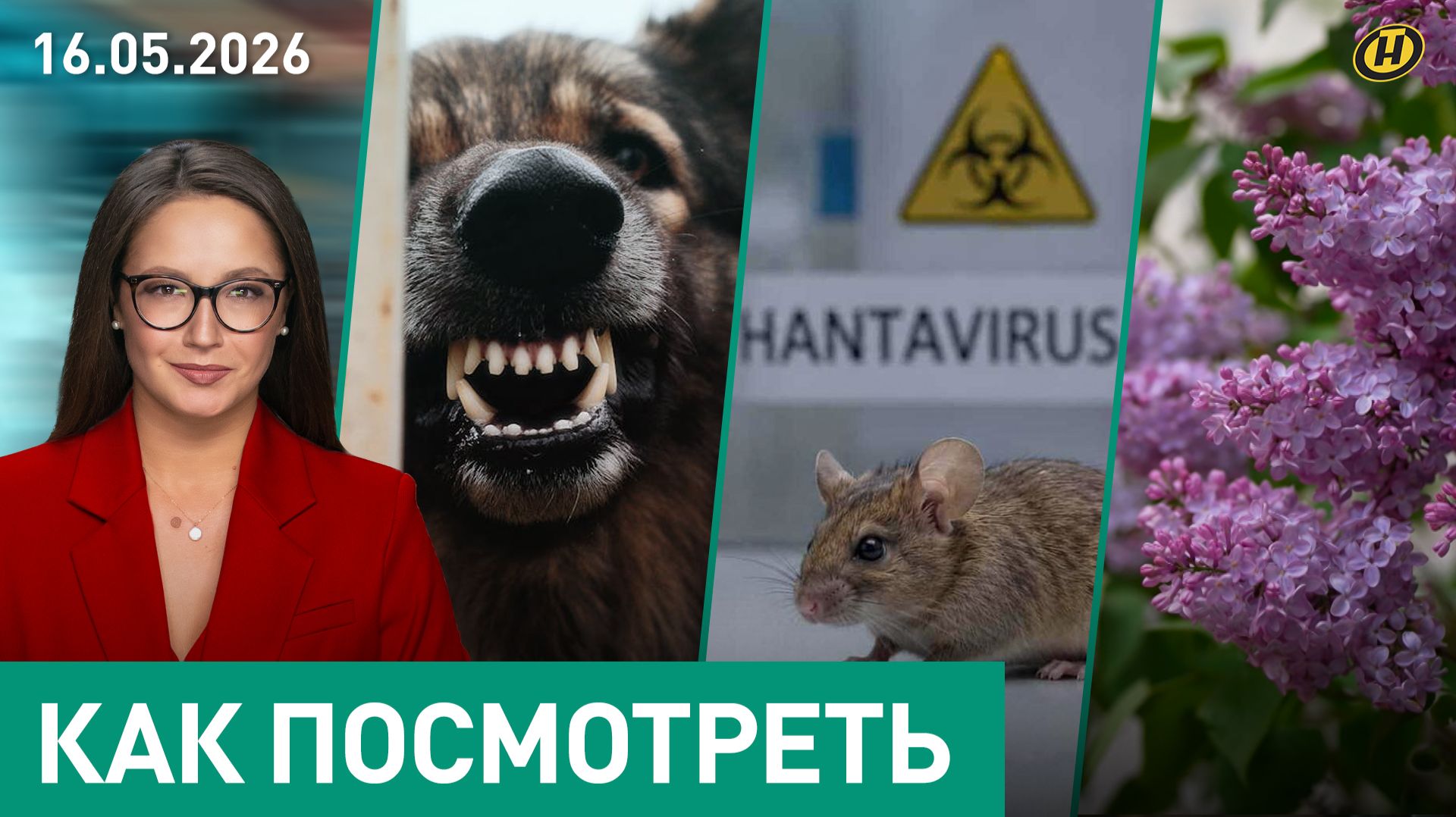 Какое вооружение надо Беларуси / Хантавирус / Бродячие собаки / Гадалки-шарлатанки / Штраф за сирень