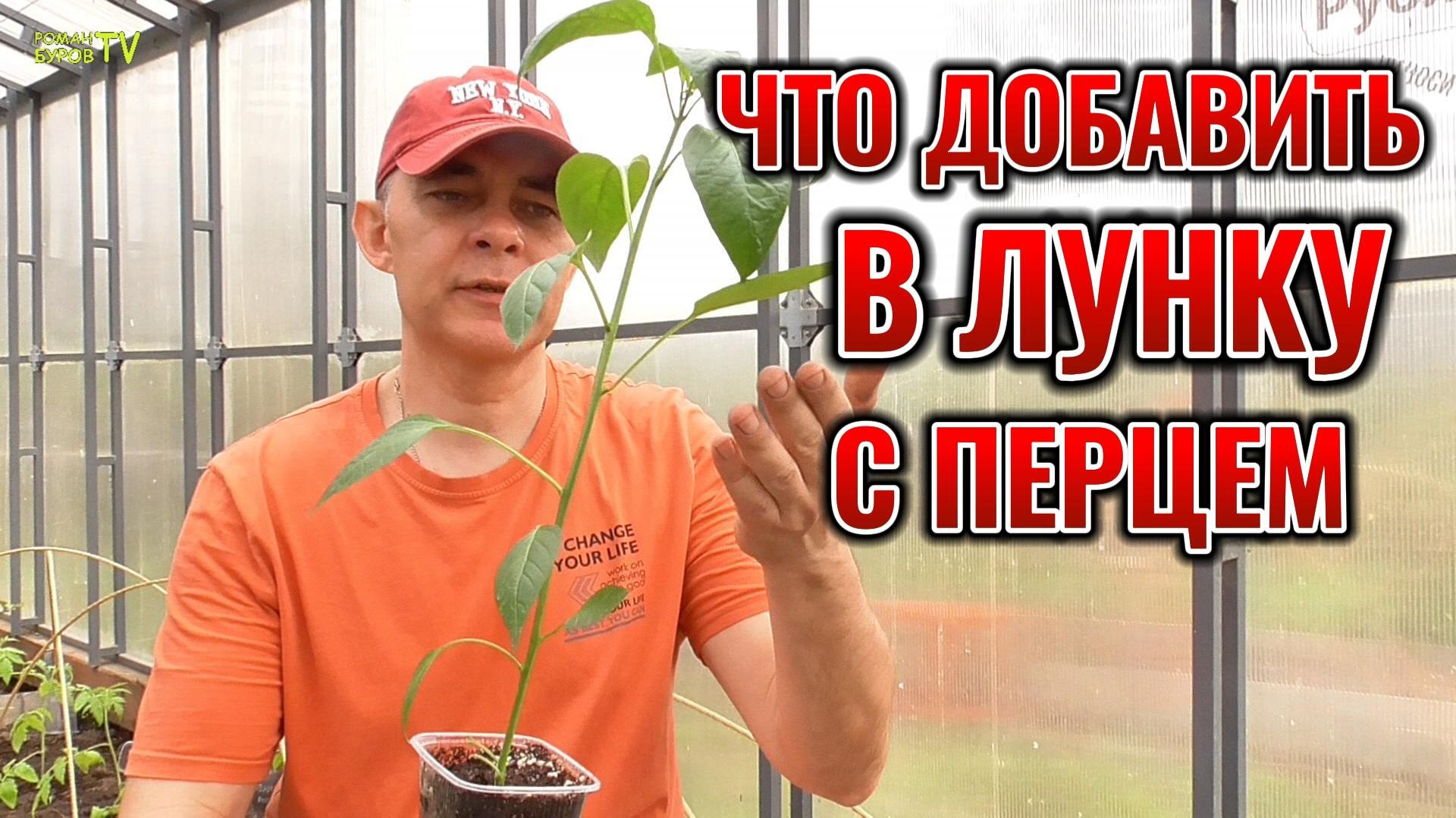 Попробуй так посадить ПЕРЕЦ в теплице весной и соберешь богатый урожай СЛАДКОГО ПЕРЦА летом 🌶️🫑