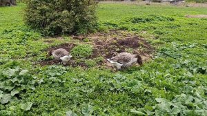 Субботнее утро в деревне 🏠 Гуси 🪿 утки 🦆 рыжий кот Фокс 🐱 хозяюшка Лапа.