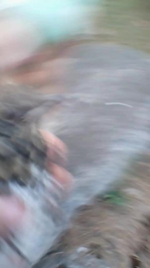угу гага