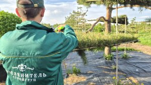 Услуги Агрономов по стрижке и формированию хвойных в стиле Ниваки, т. 8 495 669 52 23 г. Москва и МО