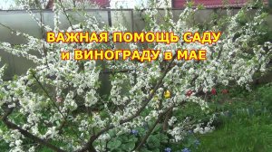 ВАЖНАЯ ПОМОЩЬ САДУ И ВИНОГРАДУ В МАЕ