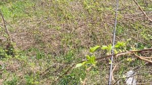 Рыбалка в нерест леща 15.05.2026