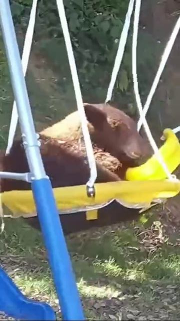 Шанс того, что медведь залезет к вам во двор, чтобы покачаться на качелях
